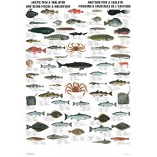 Arktiske Fisk & Skaldyr (KK)